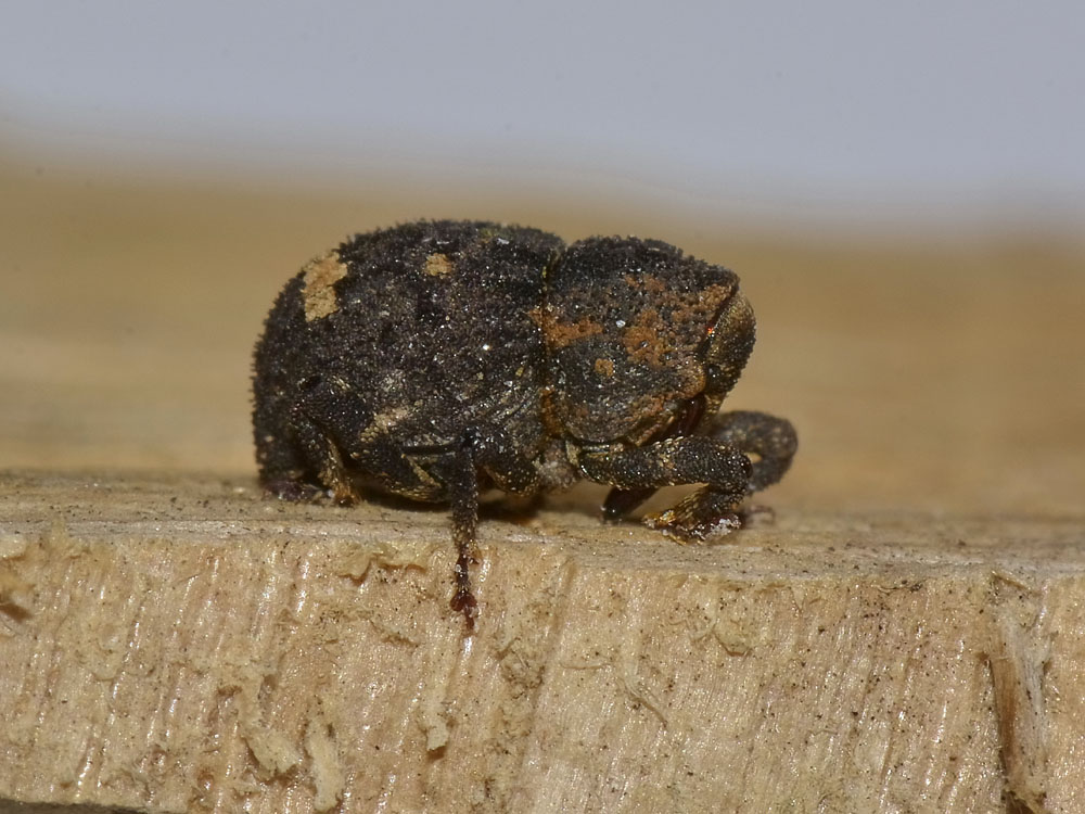 Echinodera hypocrita (Curculionidae)